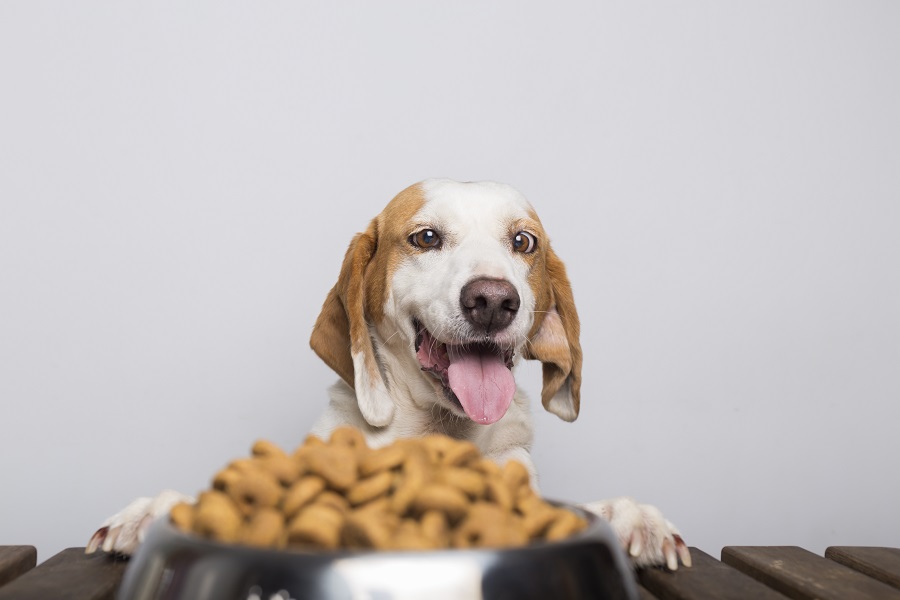 Как да изберем качествена храна за нашите домашни любимци - кучетата?