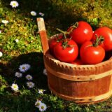Как да отгледаме вкусни и ароматни домати?