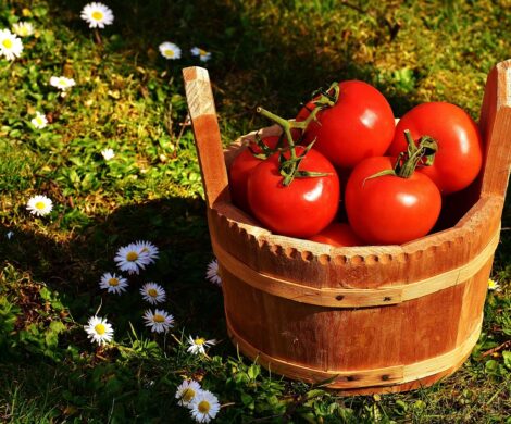 Как да отгледаме вкусни и ароматни домати?